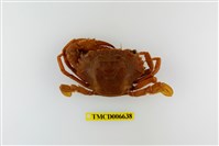 藏品(達氏短槳蟹)的圖片